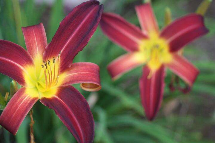 Bloemen kom je in alle kleuren, geuren en formaten tegen