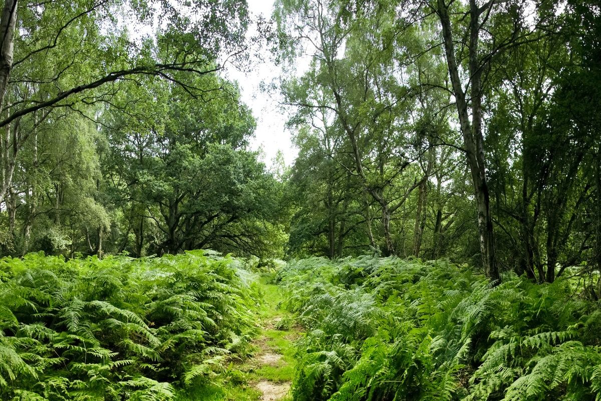 Het Ashridge bos in Hertfordshire
