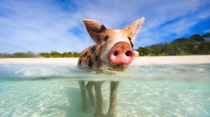 Varkentjes spotten in de Caribbean