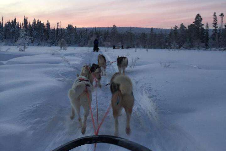 Achter de hondenslee