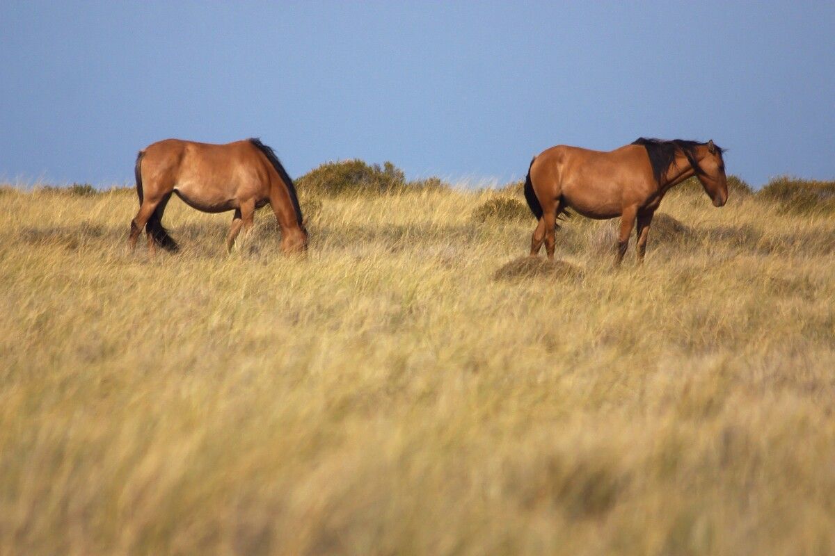 Paardrijden in Argentini&euml;
