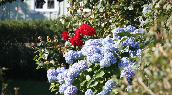 Spot vele bloemen in een van de tuinen in Skne