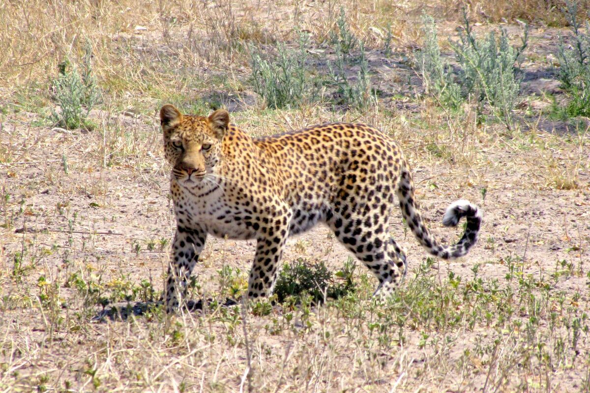 Jaguar Maun Botswana