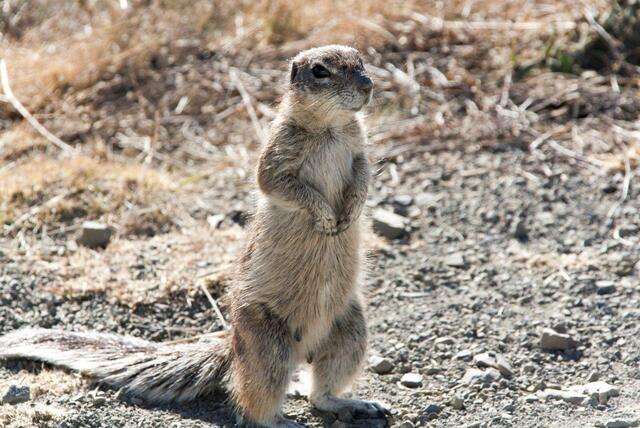 Flydrive Nationale Parken van Zuid-Afrika