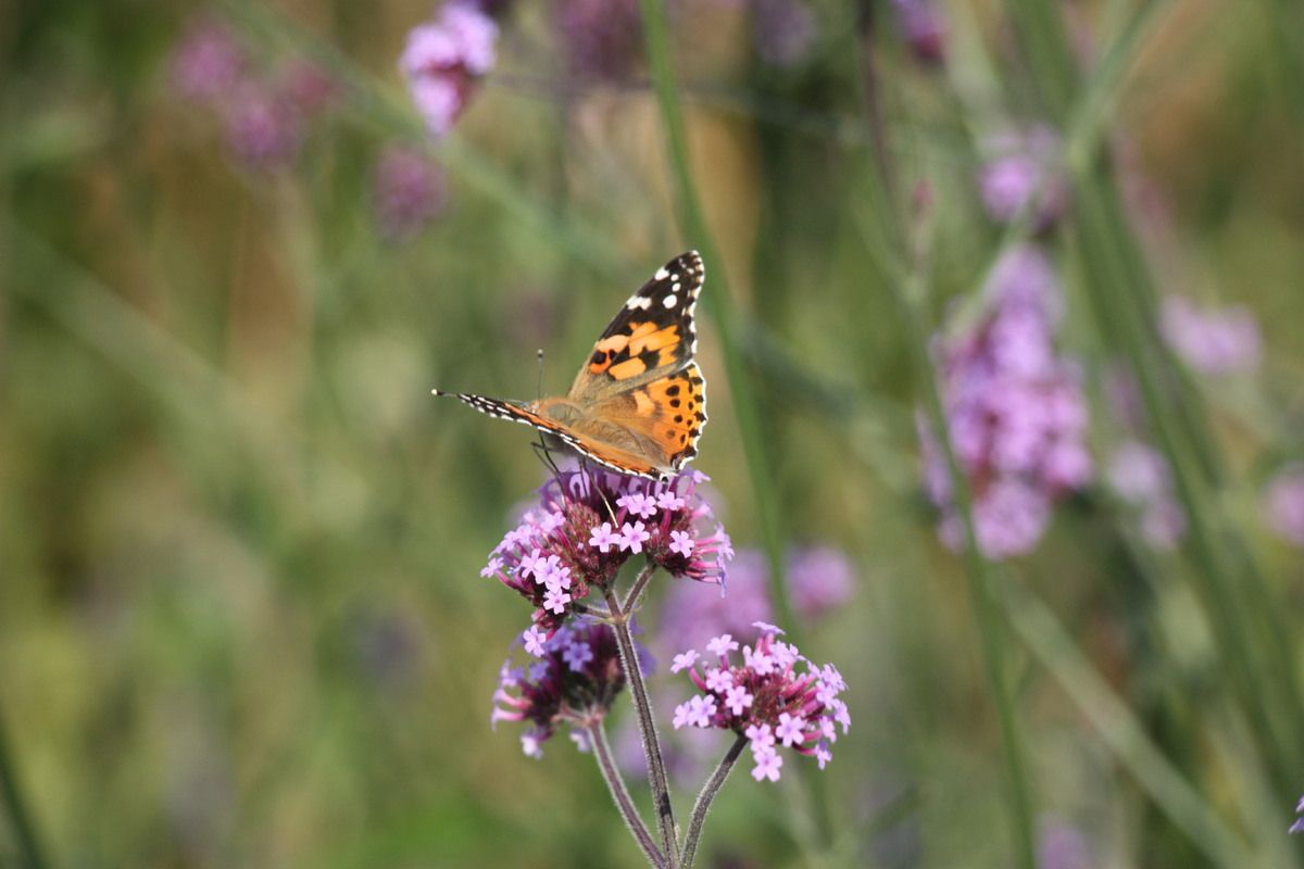 Je ziet veel vlinders in het voorjaar in Sk&aring;ne