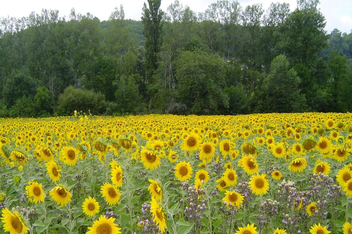 Zonnebloemvelden, noordelijk van Anjou