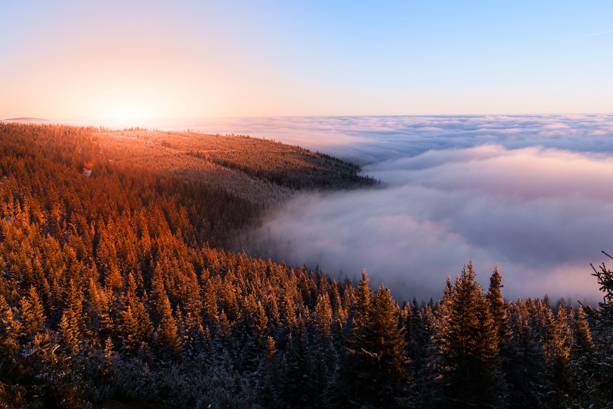 prachtige wouden en bossen 