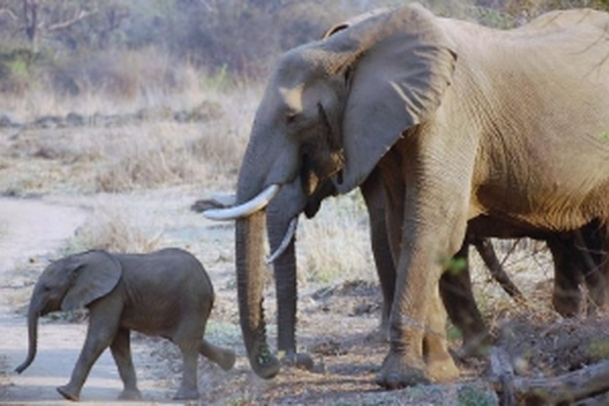 olifant South Luangwa NP