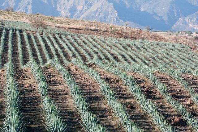 Jalisco, typisch Mexicaanse staat