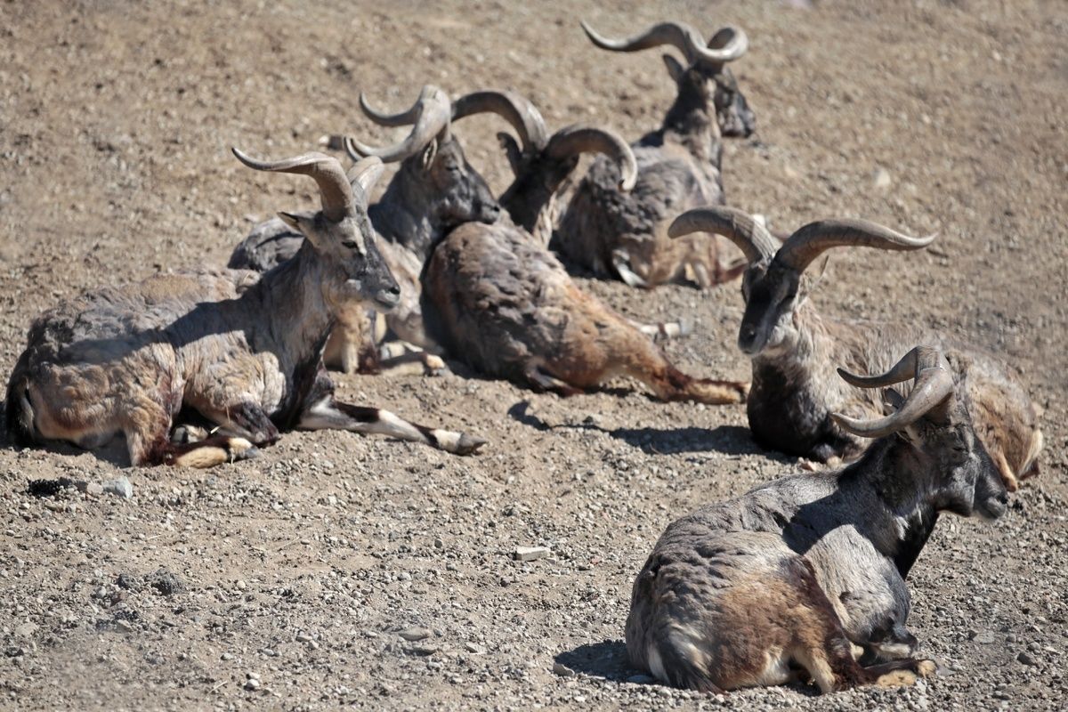 De Urial, een bedreigde diersoort in Pakistan