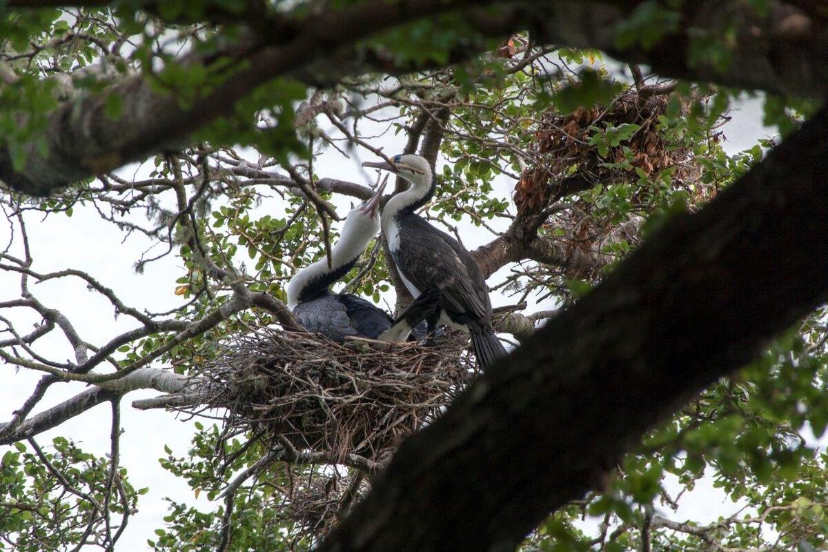 Een nest met twee vogels