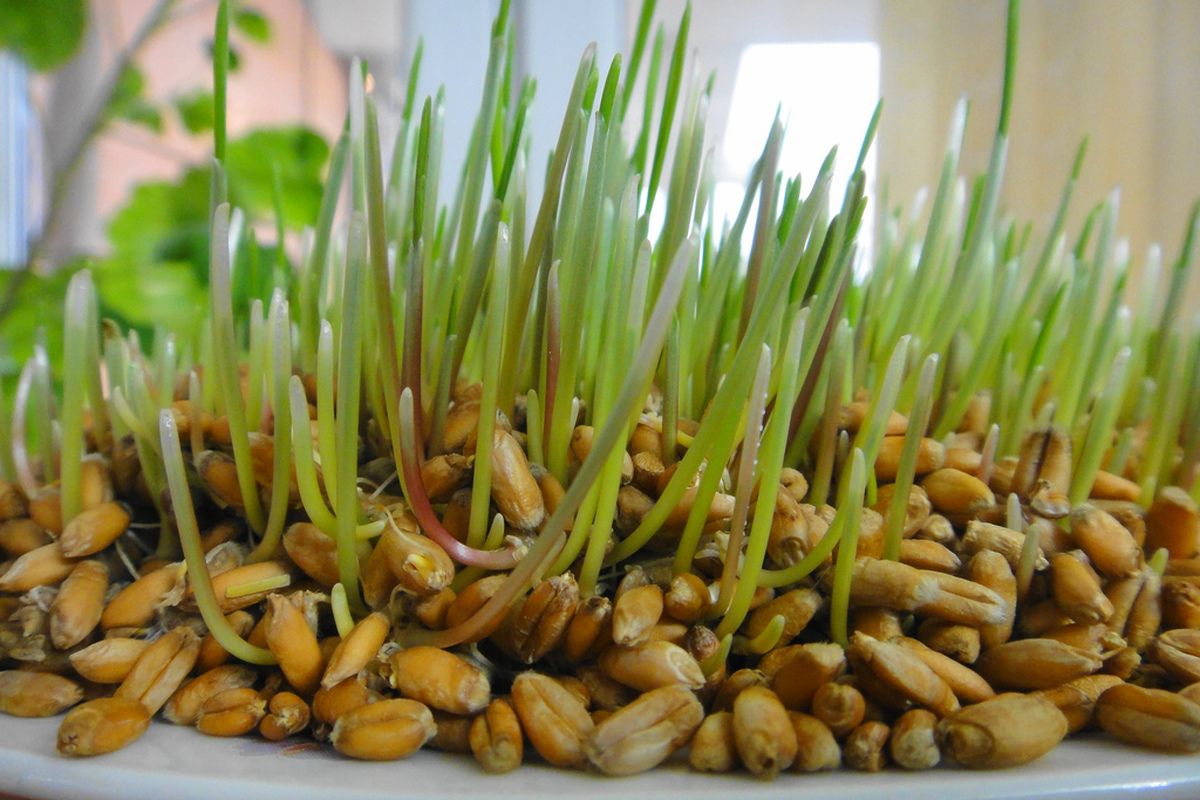 Sabzeh (soort kattengras)