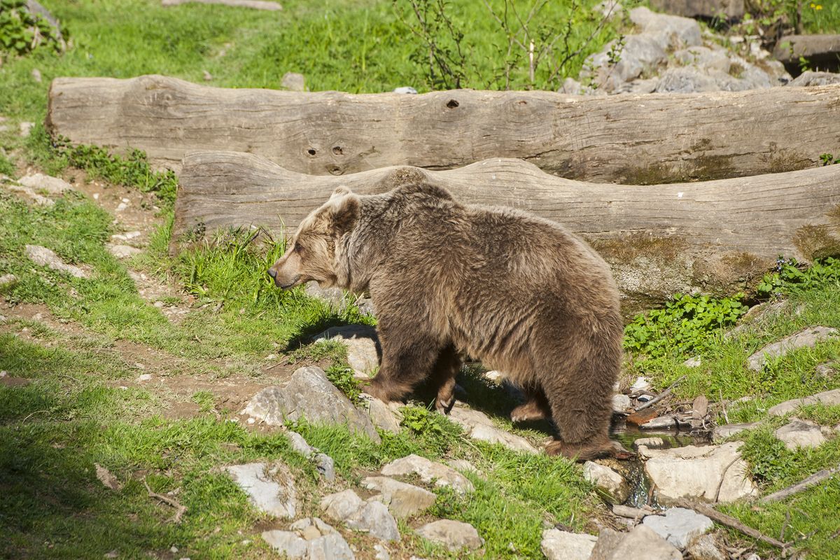 Wist jij dat deze beer veel voorkomt in Sloveni�?