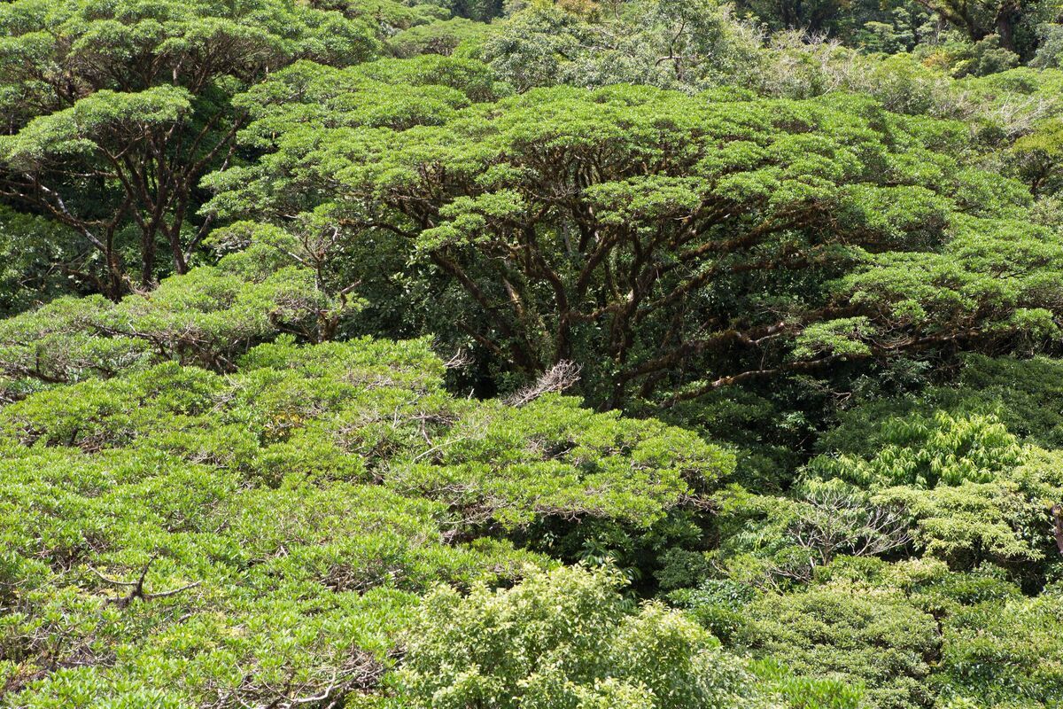 Natuurreservaat Monteverde Cloud Forrest