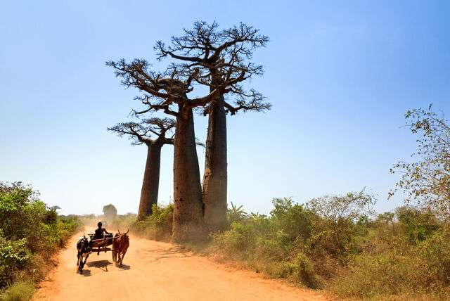 De 5 hotspots van Madagaskar