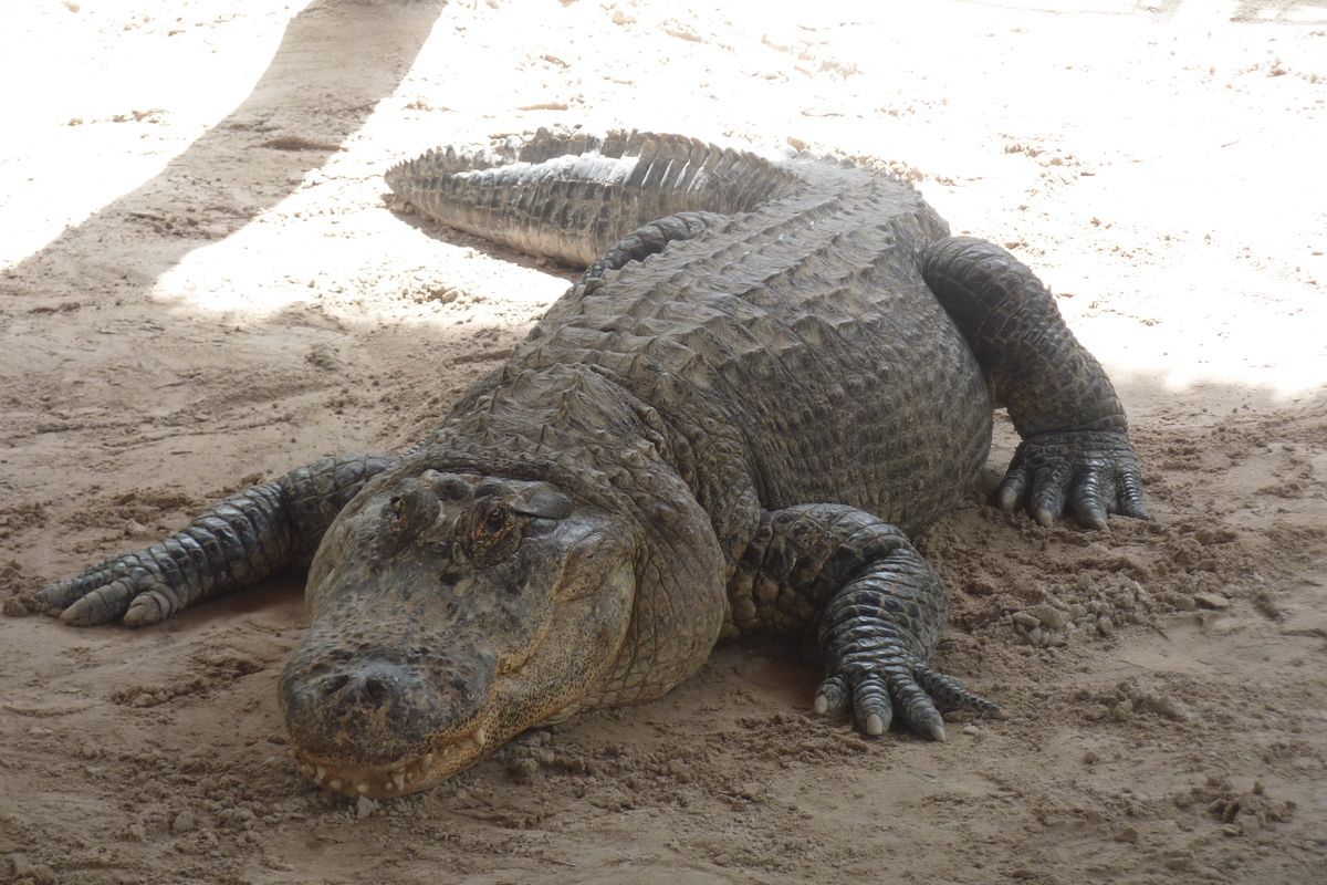 De krokodillentemmer daagt verschillende krokodillen uit