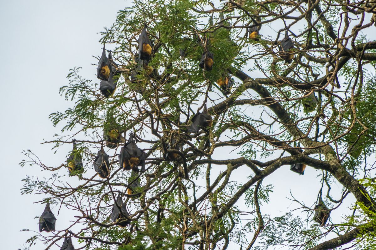 Flying foxes