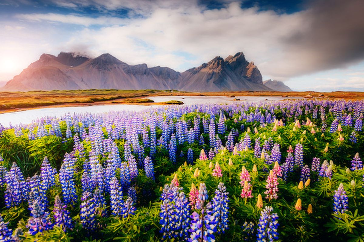 Kleurrijke bloemen bij Stokksnes