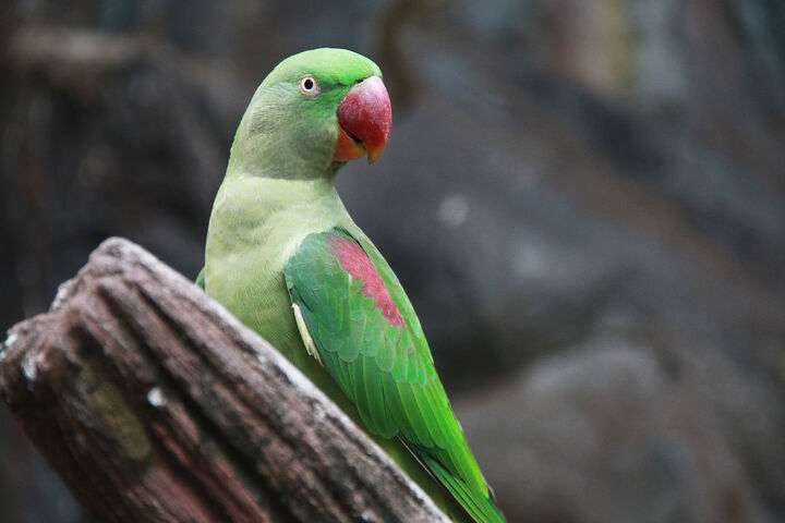 Lovebird