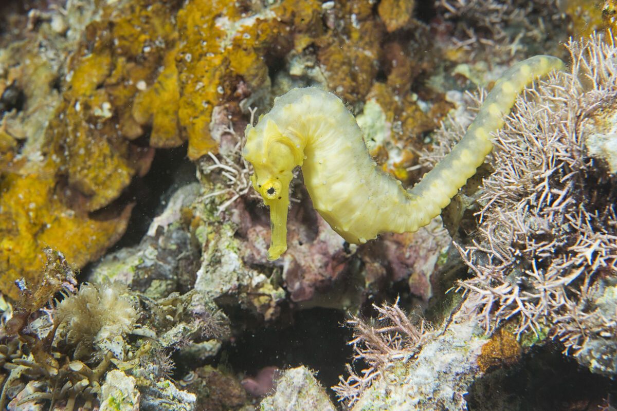 Geel zeepaardje in het water