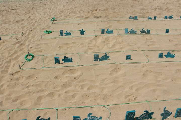 Broedplaats met eieren van de schildpadden