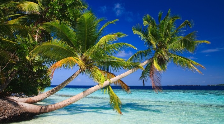 Palmbomen Malediven