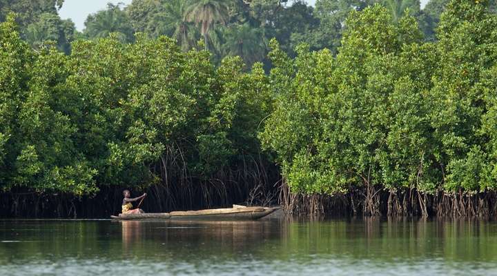 de mangrove in Gambia