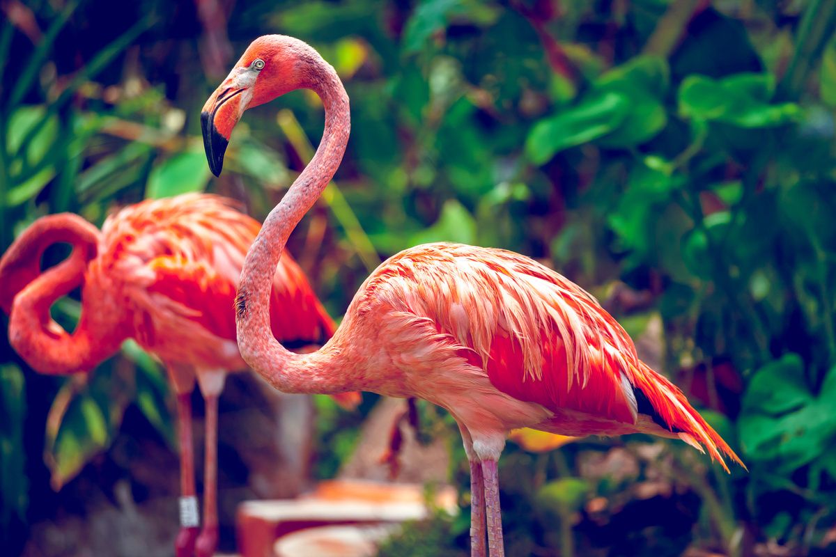 Caribische flamingo in dierentuin
