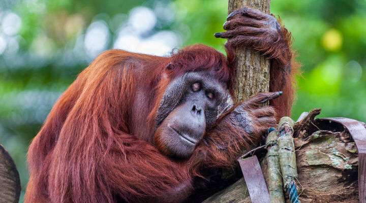 Borneose orang-oetan (Pongo pygmaeus)