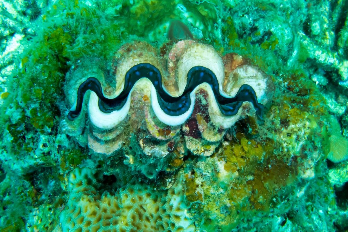 Onderwaterwereld Redang