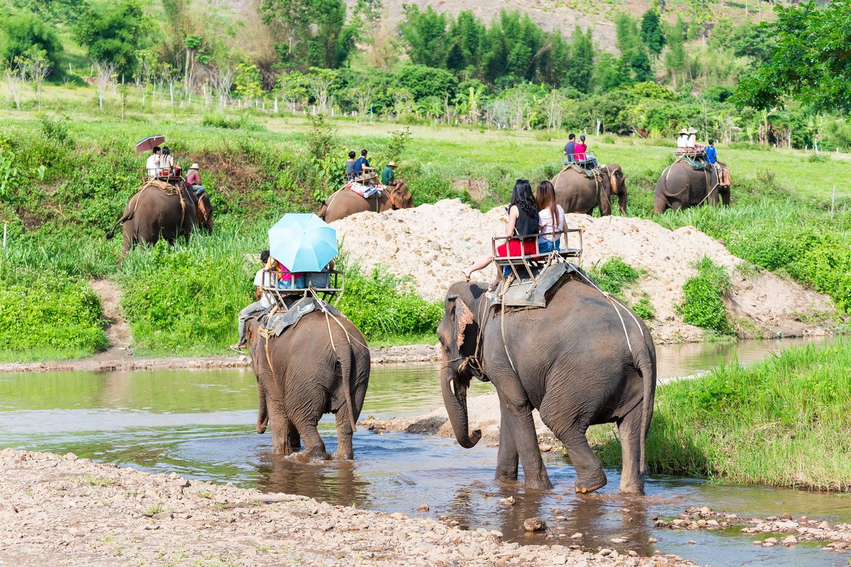 Ritjes op olifanten zijn slecht voor de rug van het beest