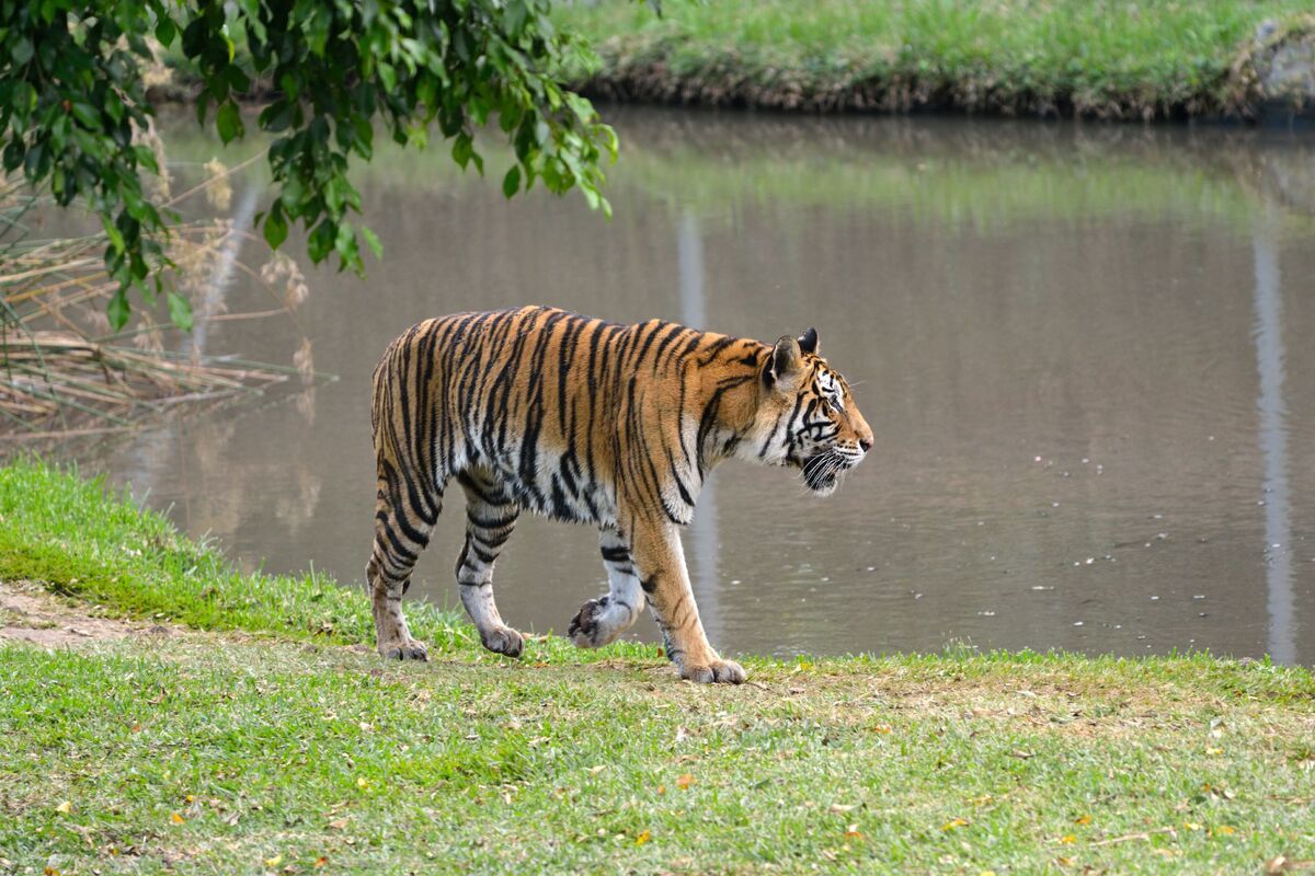 Tijger in Casela Park