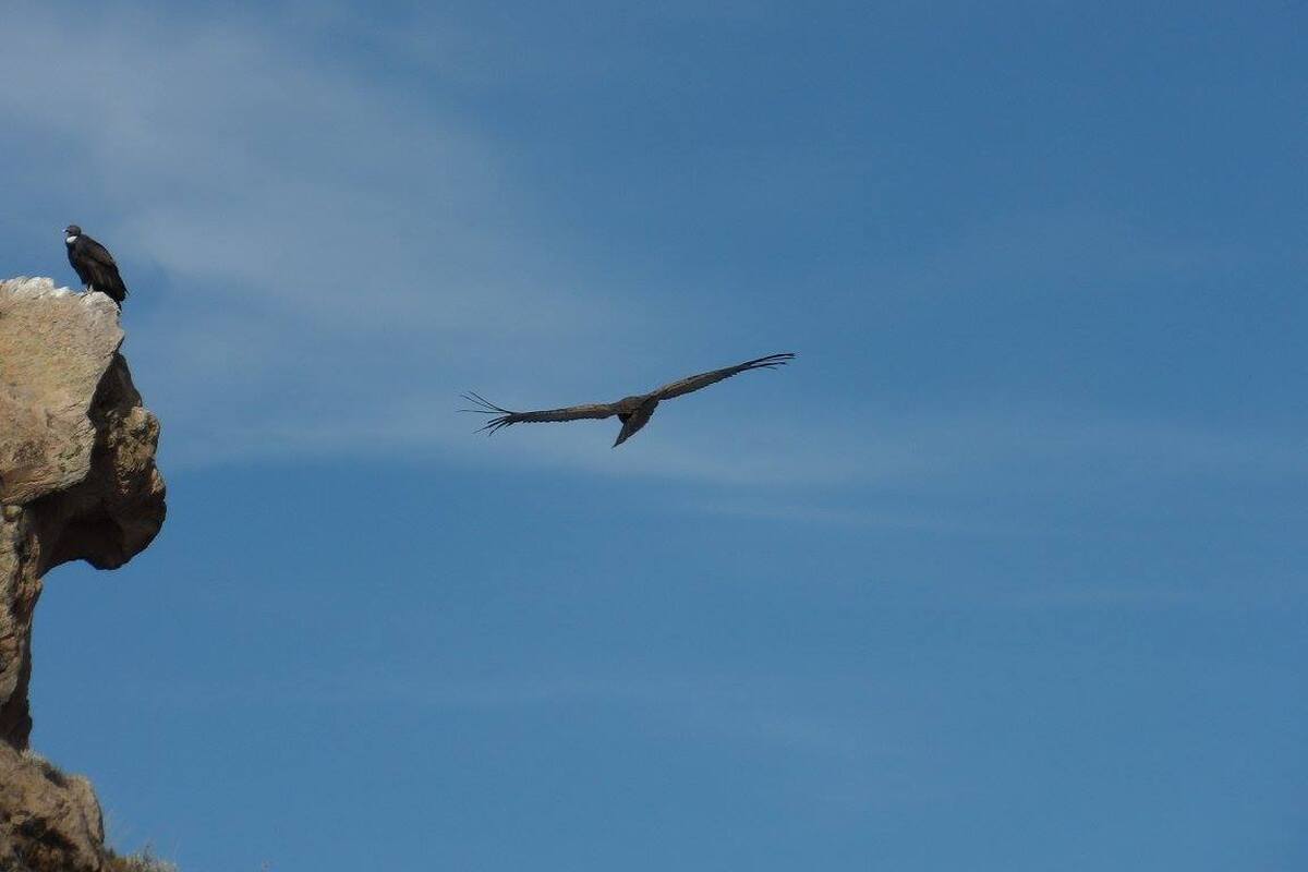 Condors in Colca Canyon 