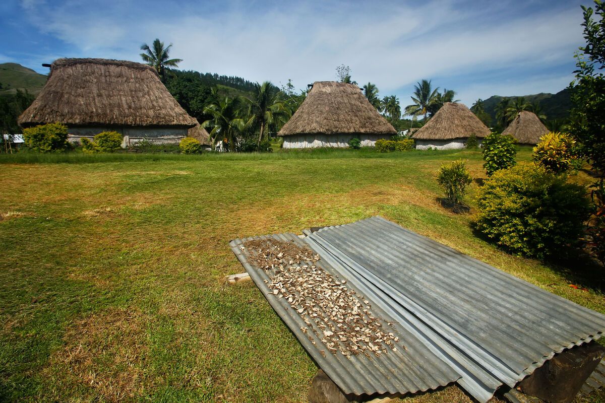 Drogen van kavawortel in Fiji