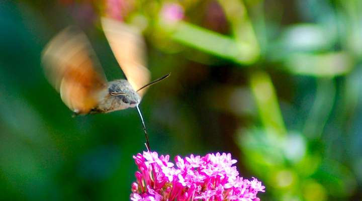 Vogels spotten in Suriname