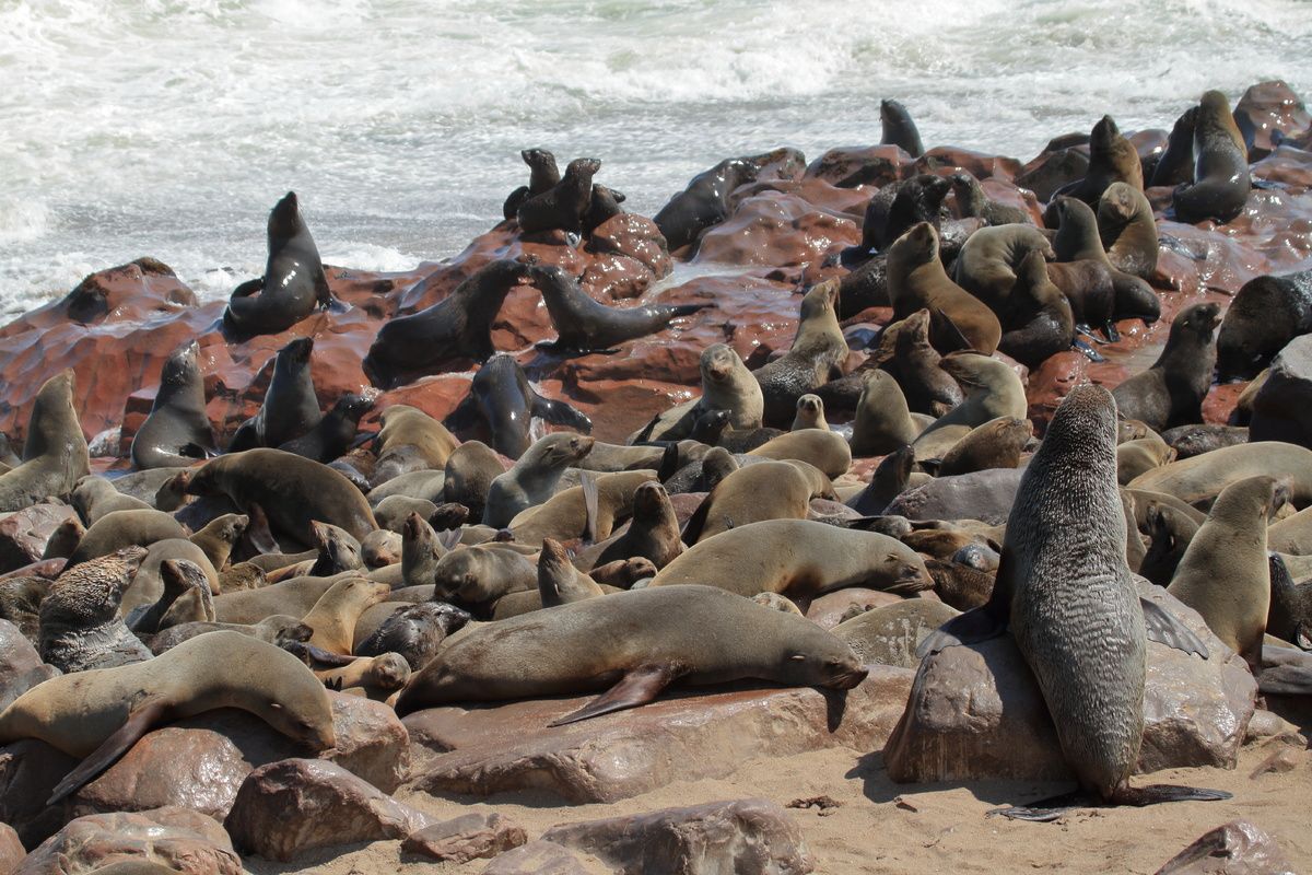 Kaapse pelsrobben op Kaap Kruis