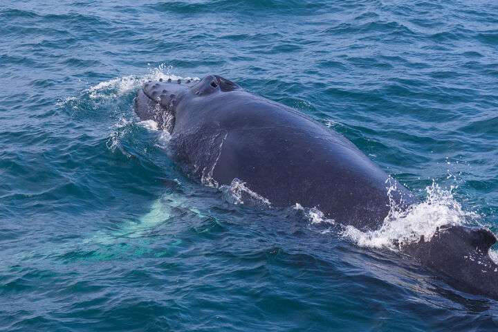 Bultrug gespot tijdens walvisexcursie vanuit Húsavik