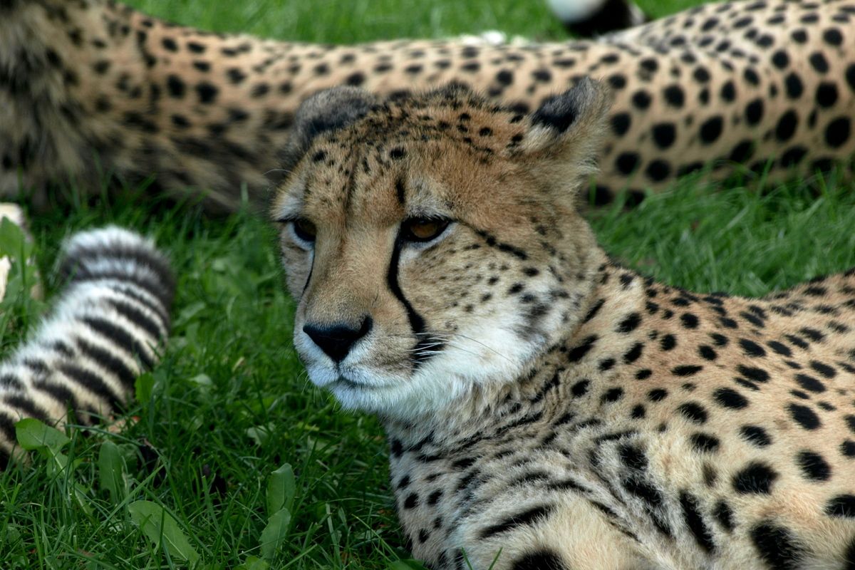 Ook in North West kun je op safari