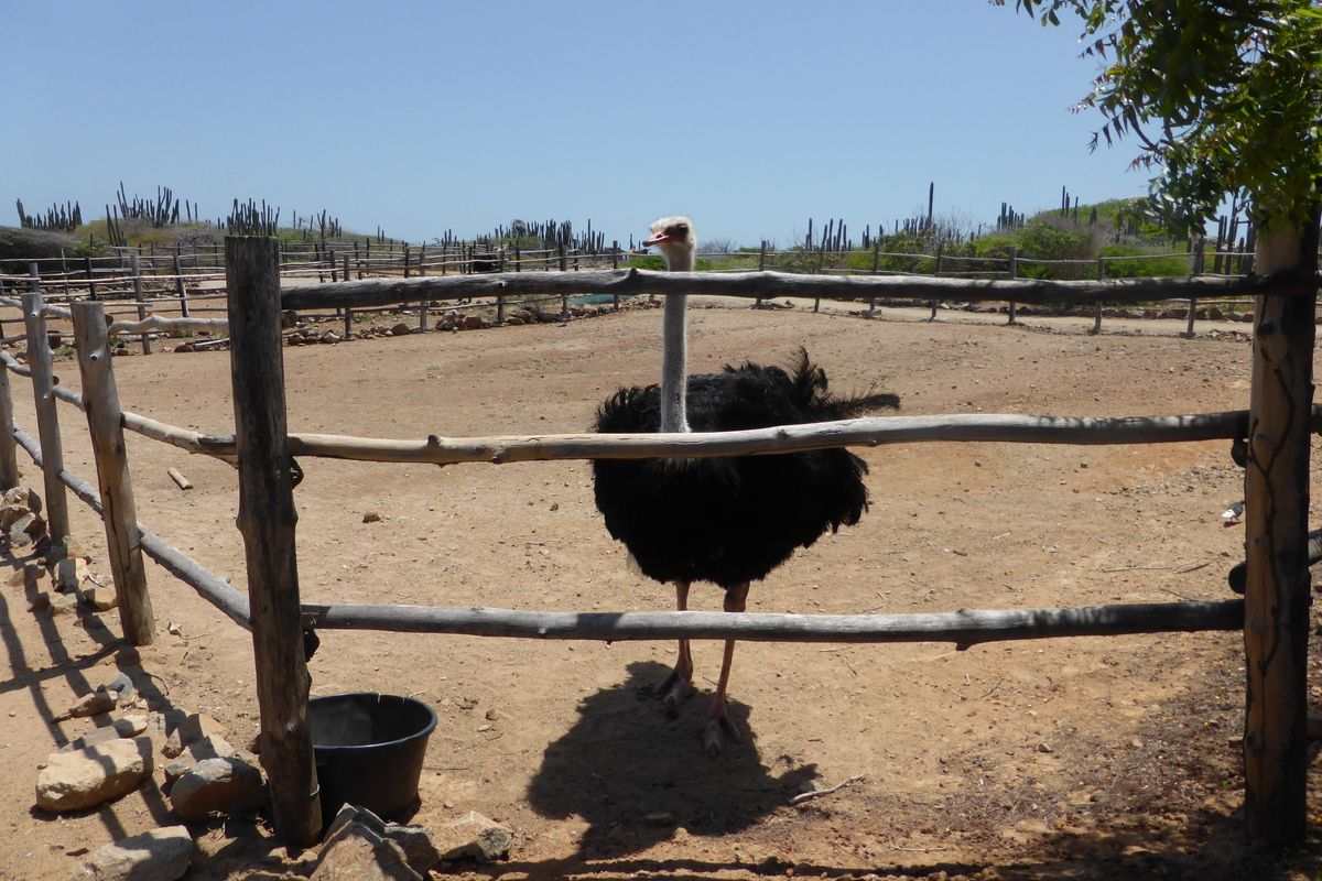 Struisvogelfarm op Aruba