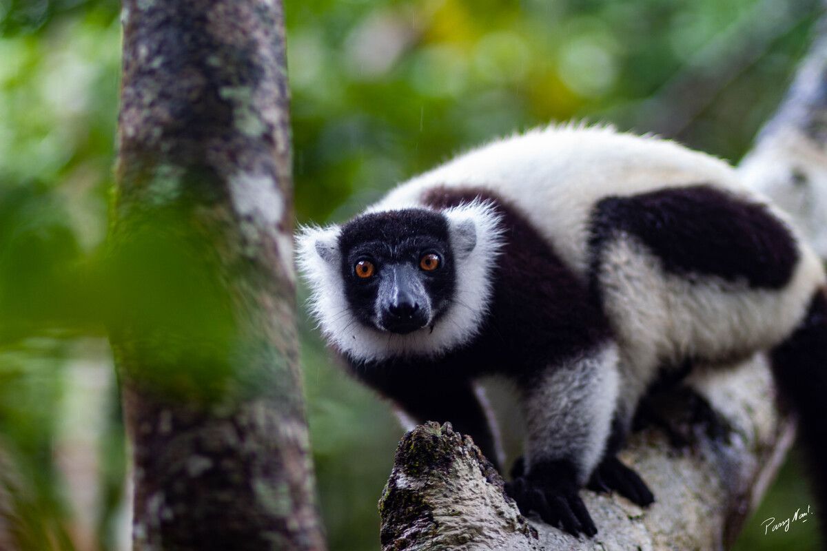 In het Palmarium Reserve kun je de Indri spotten