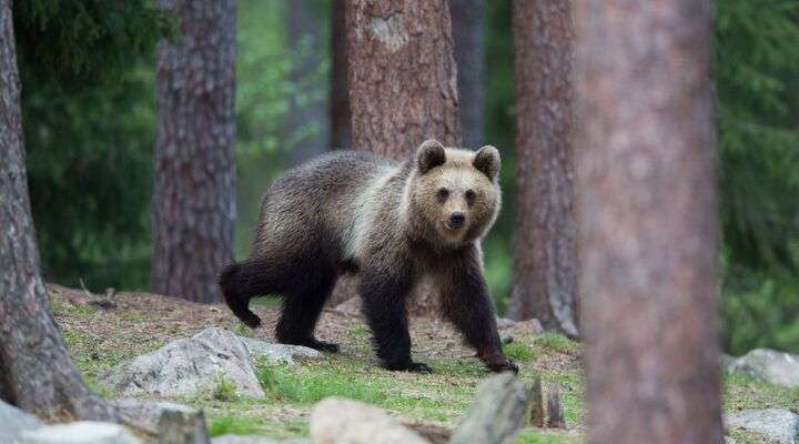 Bruine beer bos Tiaga Finland