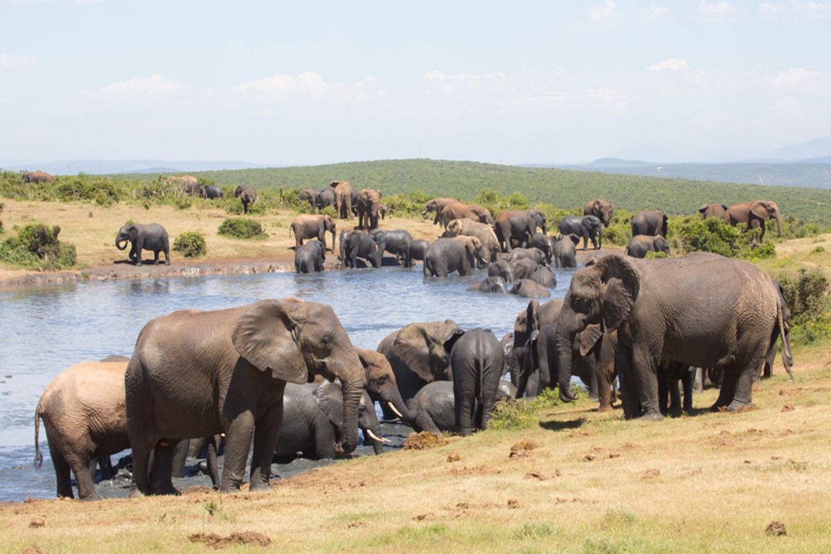 Elephant Park in Zuid-Afrika