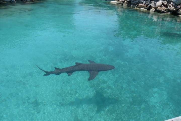 Een haai op het eiland