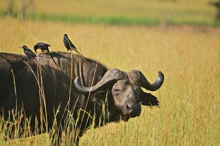 Buffels in een natuurpark
