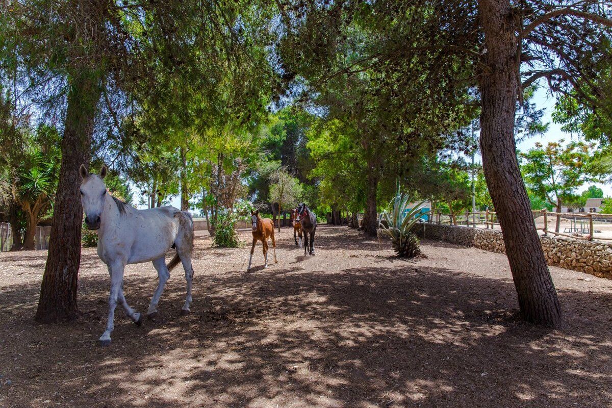 Ga op paardrijles bij de manege van Tenuta don Carmelo