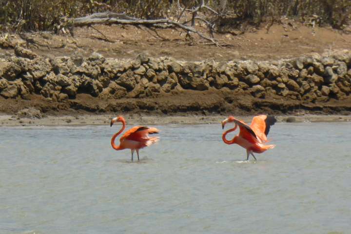 Flamingo's op Curaçao