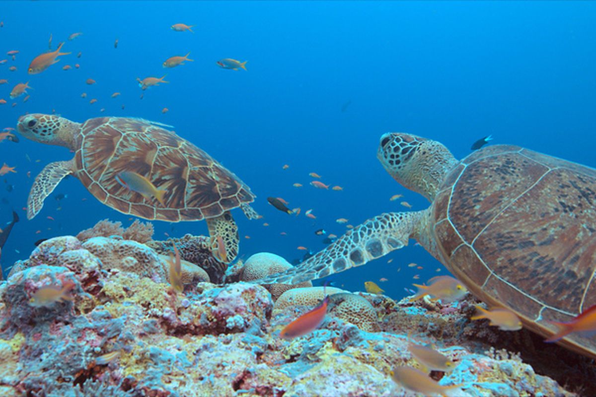 Tubbataha Reef, mooiste rif van de Filipijnen