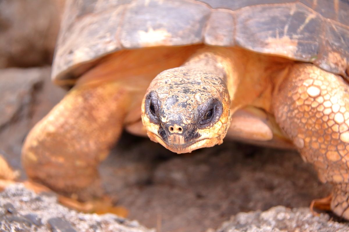Op Rodrigues leven reuzenschildpadden