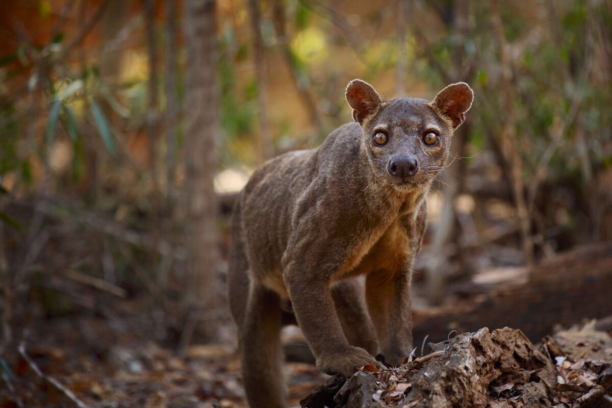 De Fossa in Madagaskar