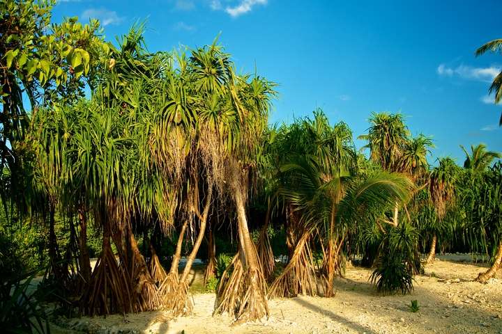 Schroefpalm